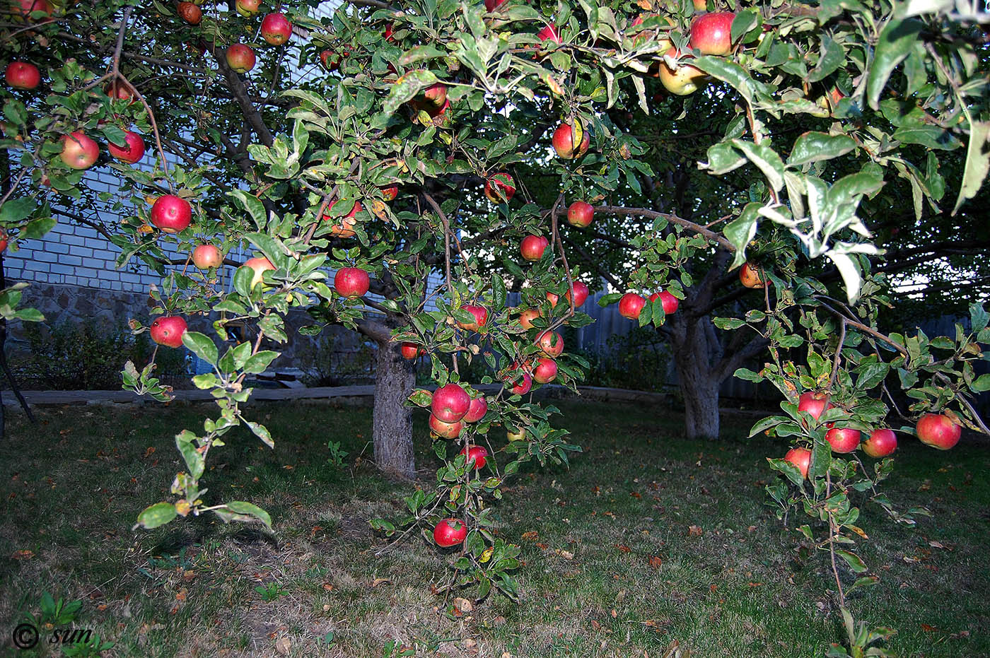 Image of Malus domestica specimen.