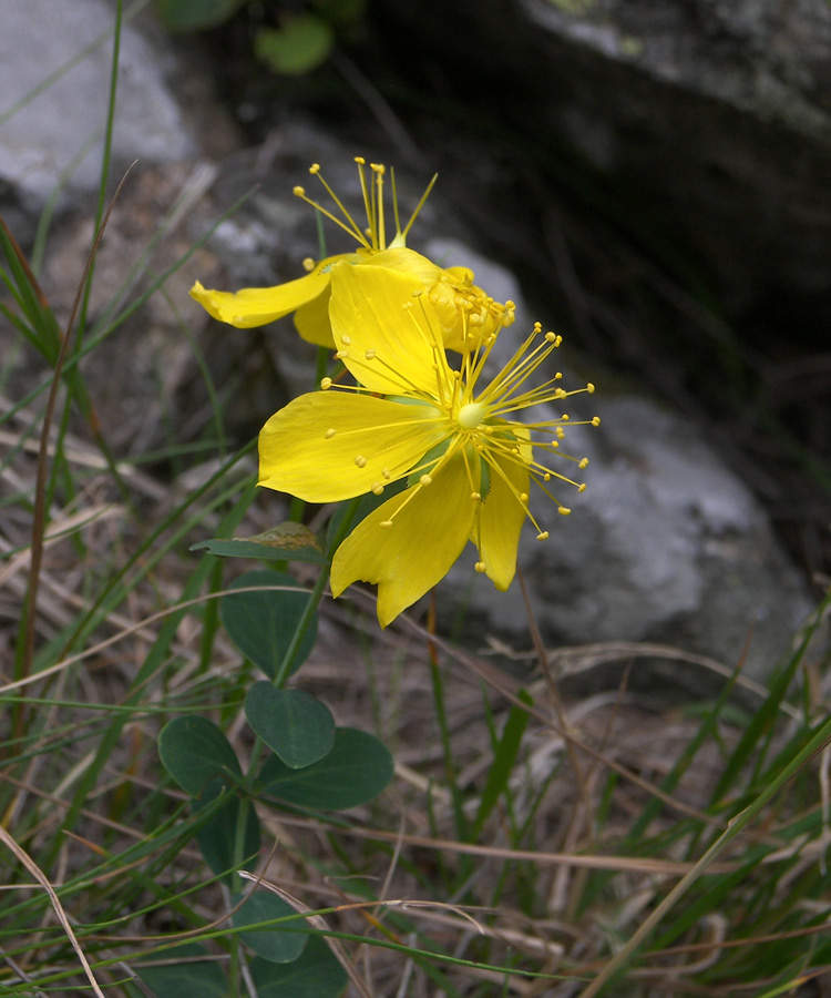 Image of Hypericum nummularioides specimen.