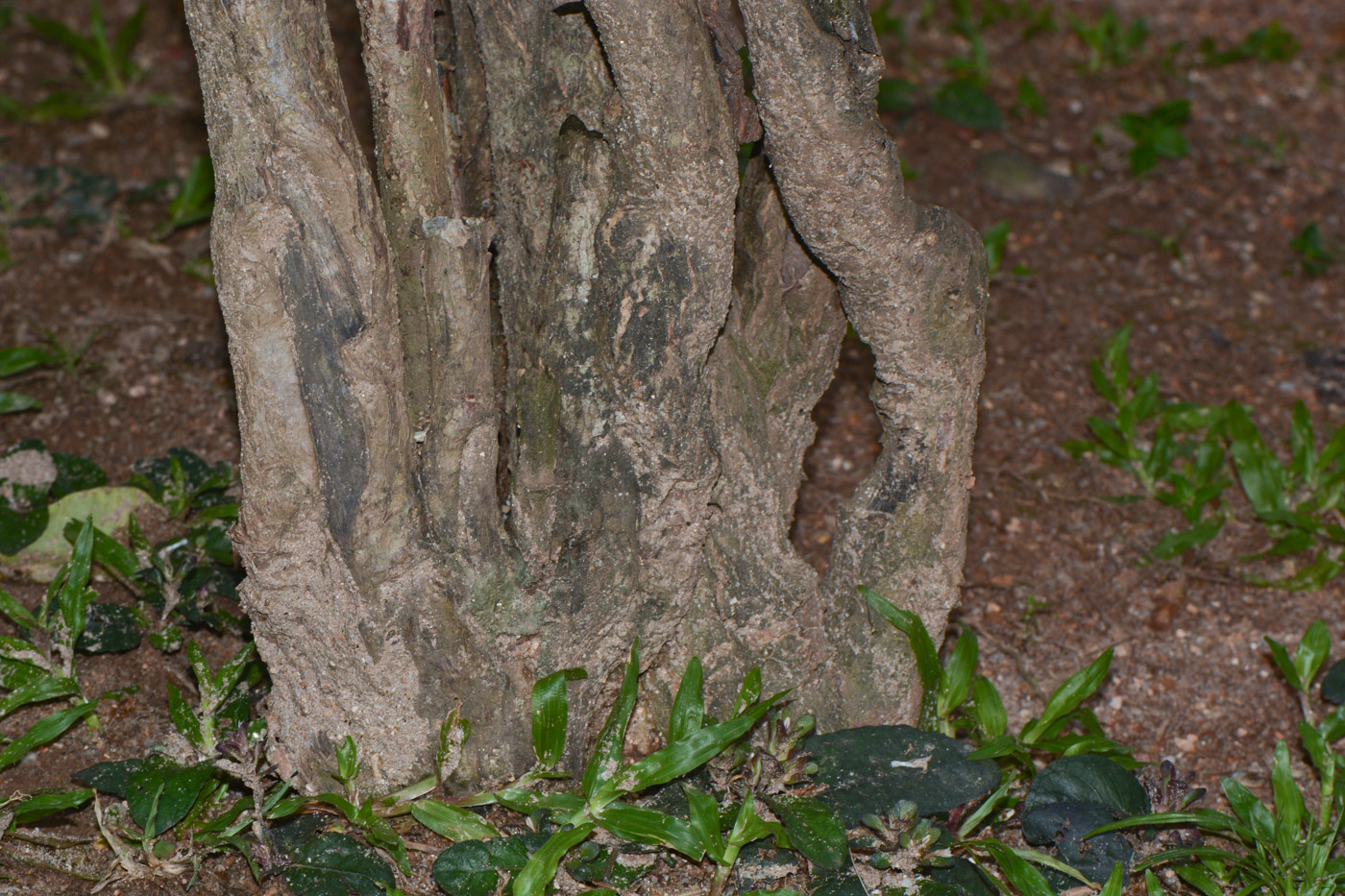 Image of Allamanda blanchetii specimen.