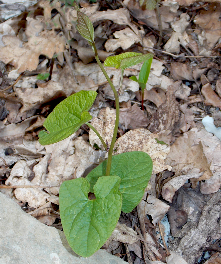 Image of Calystegia silvatica specimen.