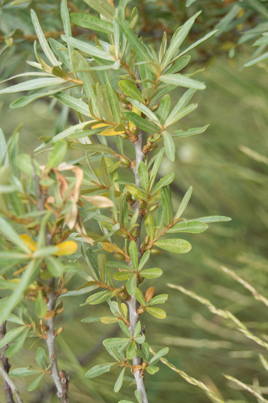 Image of Hippophae rhamnoides specimen.