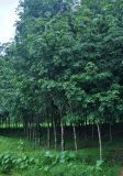 Hevea brasiliensis. Взрослые деревья. Таиланд, окраина национального парка Си Пханг-нга, в культуре. 21.06.2013.