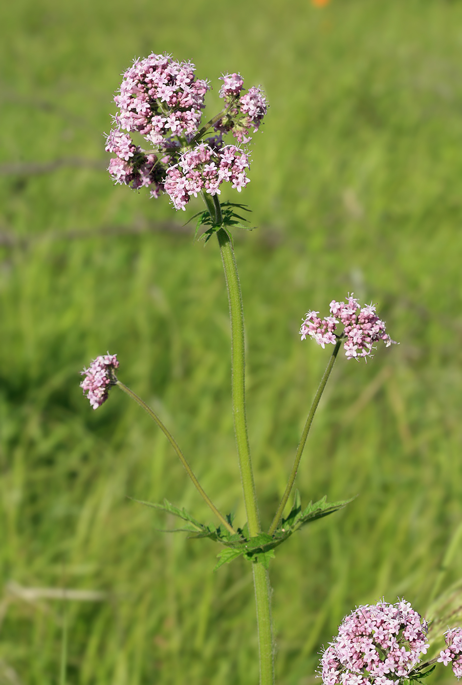 Image of Valeriana amurensis specimen.