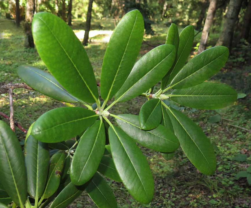 Image of Rhododendron fauriei specimen.