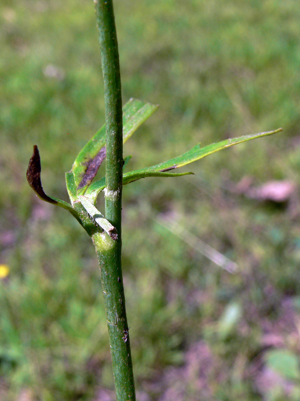 Image of Ranunculus japonicus specimen.