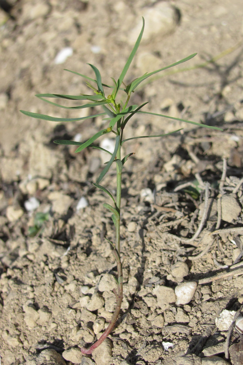 Image of Euphorbia ledebourii specimen.