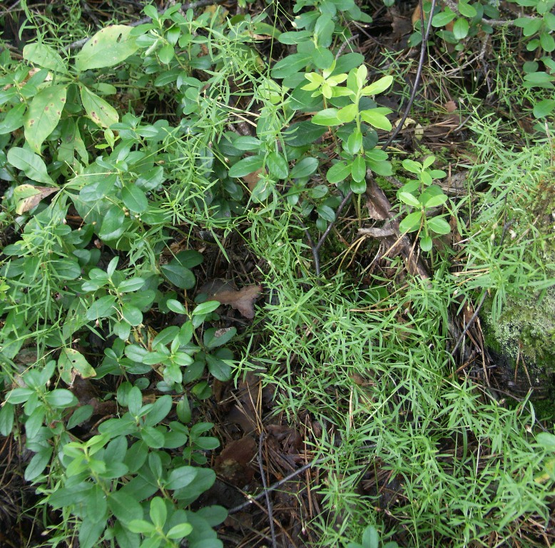 Image of Stellaria longifolia specimen.