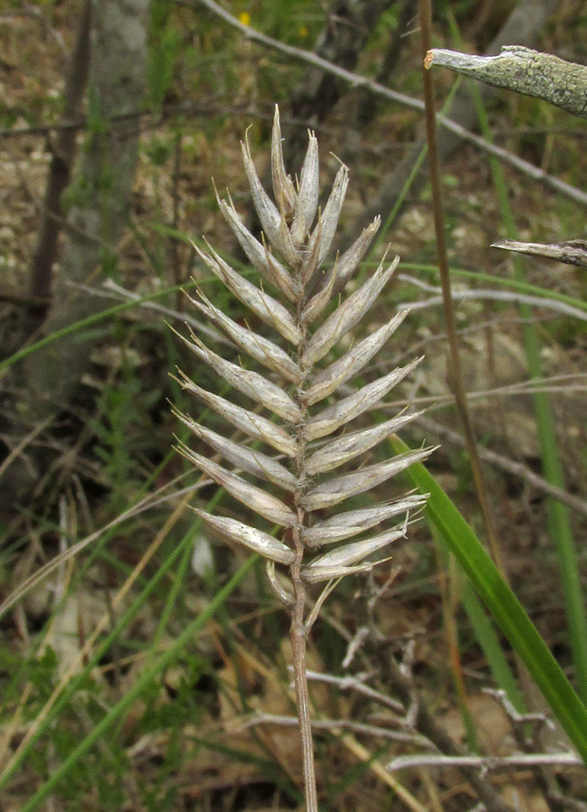 Image of Agropyron pinifolium specimen.