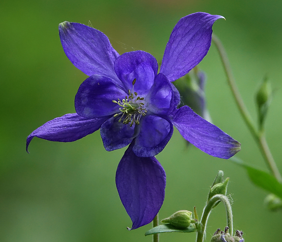 Image of Aquilegia vulgaris specimen.