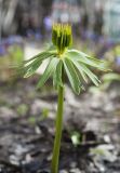 Eranthis cilicica