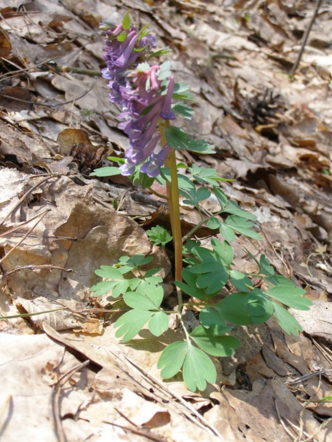 Изображение особи Corydalis solida.