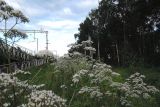 Valeriana officinalis. Верхушки цветущих растений. Московская обл., городской округ Балашиха, окр. дер. Чёрное, луг у ж.-д. платформы Заря. 17.07.2017.