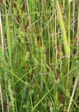 Carex extensa