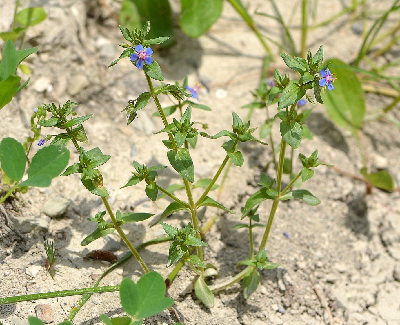 Изображение особи Anagallis foemina.