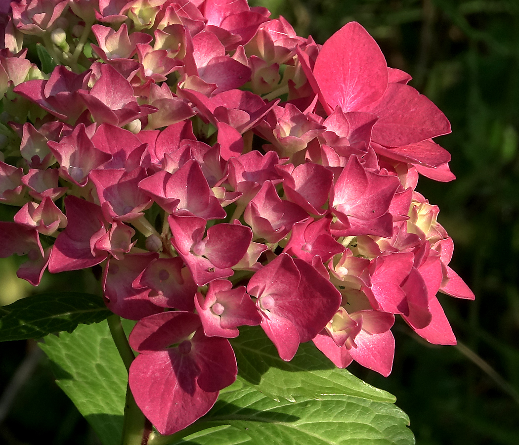 Image of Hydrangea macrophylla specimen.