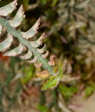 Euphorbia tithymaloides. Верхушка побега. Израиль, впадина Мёртвого моря, киббуц Эйн-Геди. 24.04.2017.