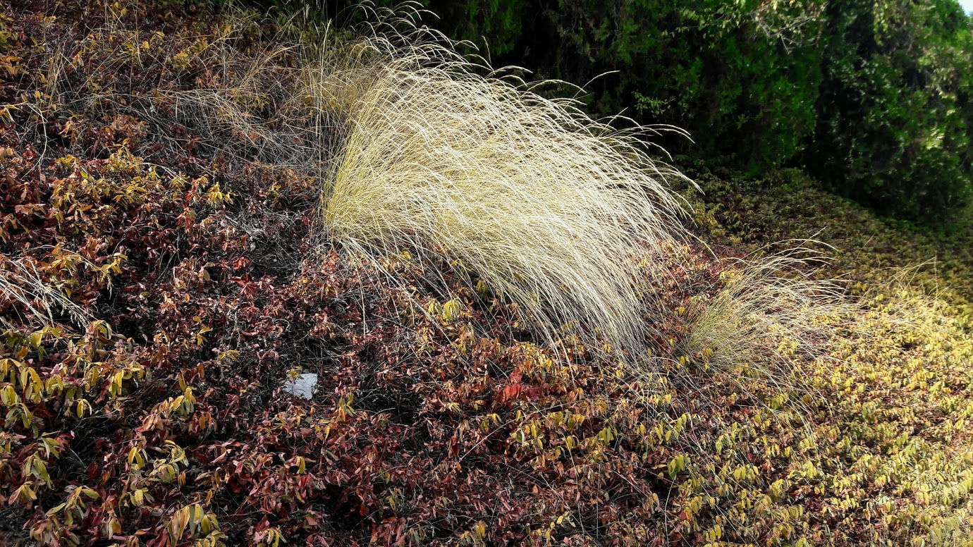 Изображение особи семейство Poaceae.