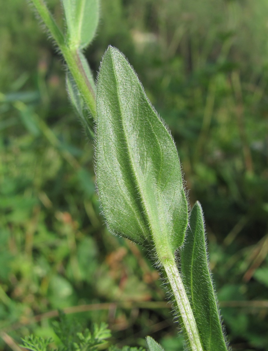 Image of Erigeron caucasicus specimen.