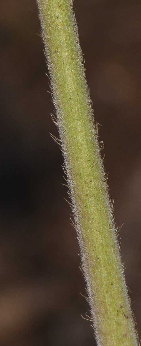 Image of Barleria obtusa specimen.