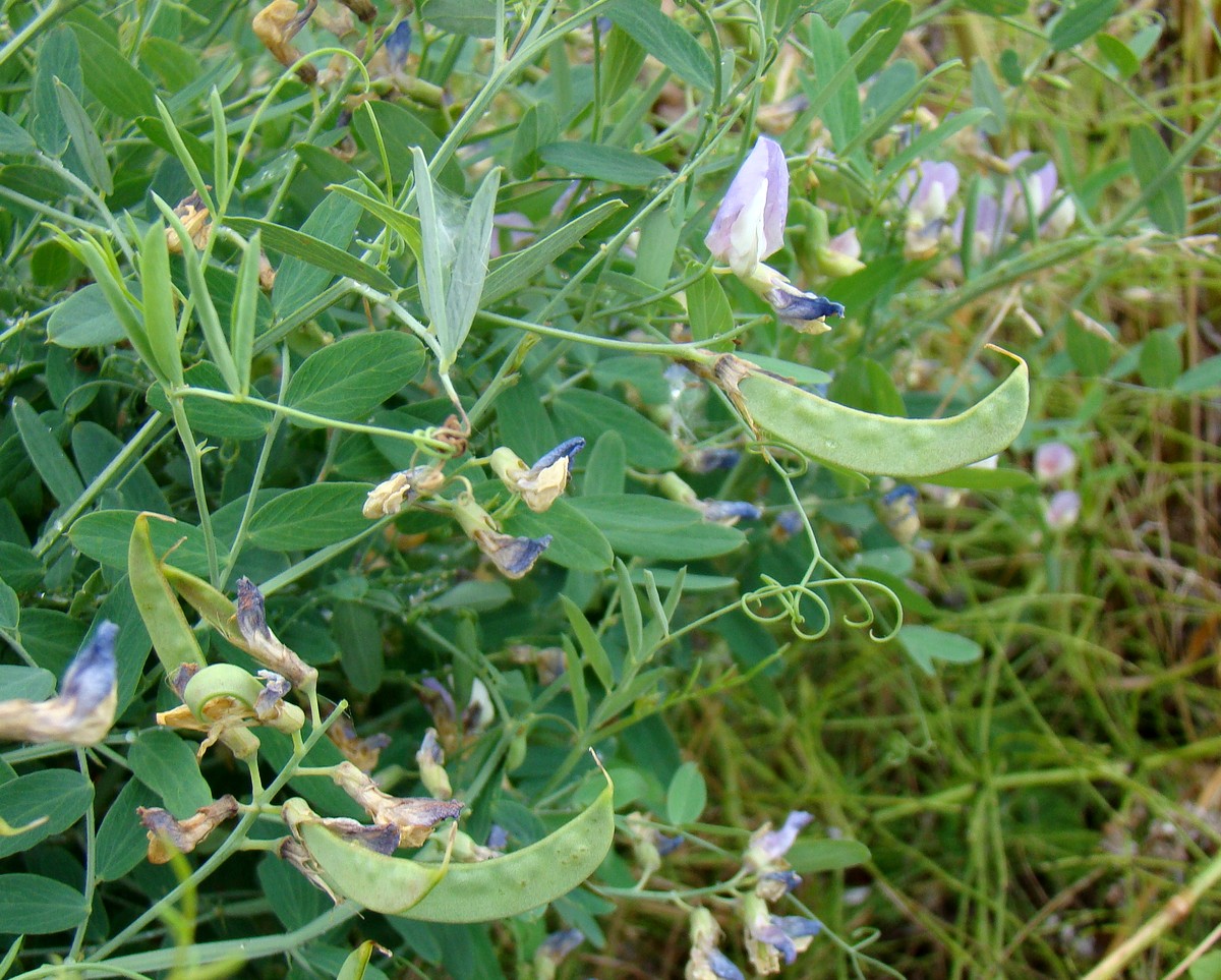 Image of Lathyrus incurvus specimen.