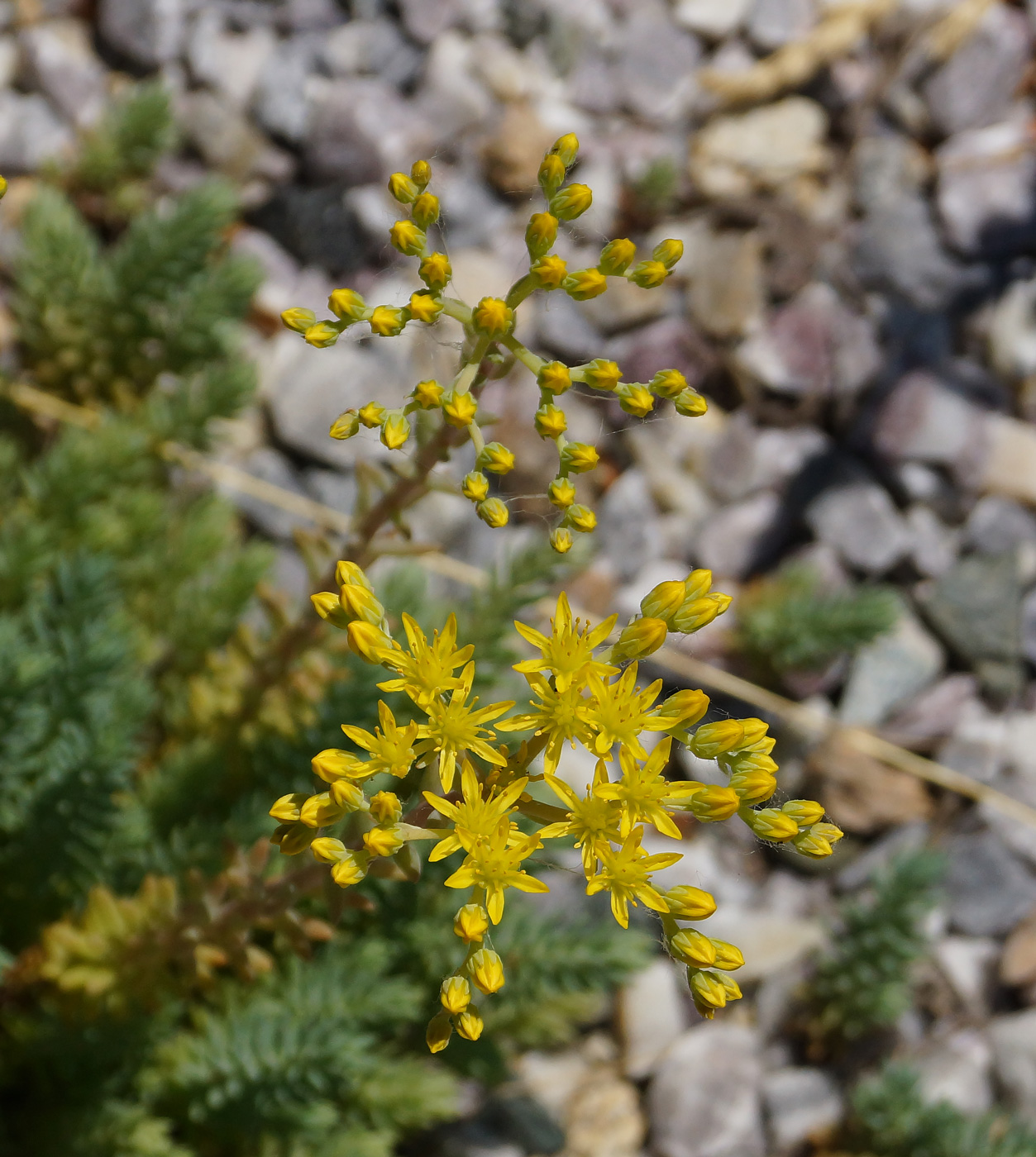 Image of Sedum reflexum specimen.