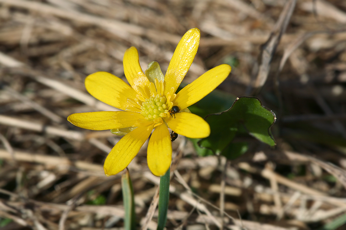 Image of Ficaria verna specimen.