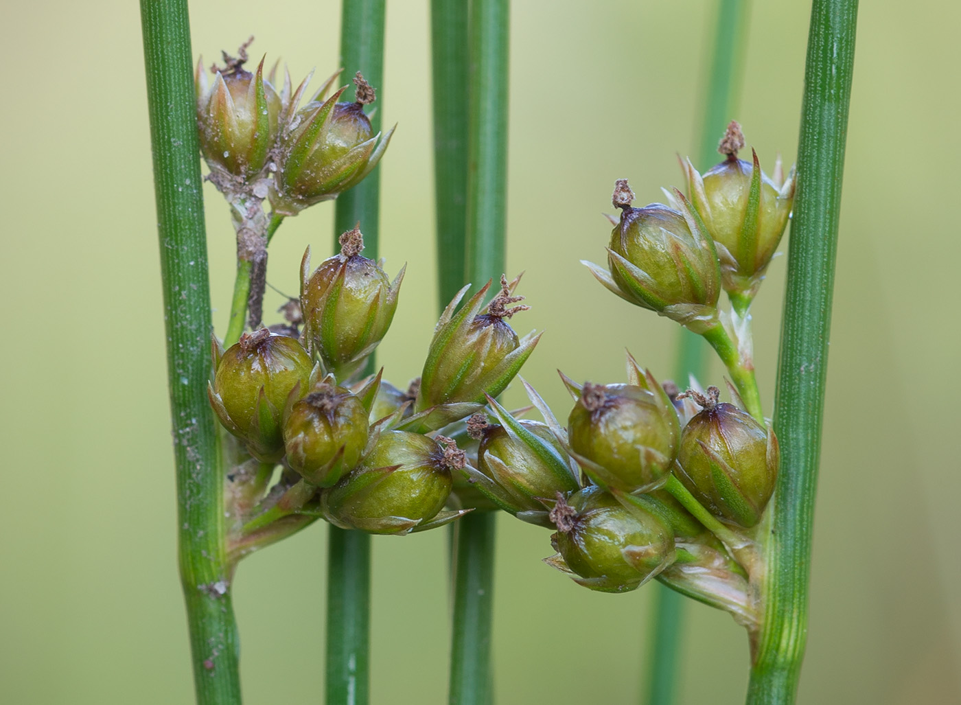 Image of Juncus filiformis specimen.