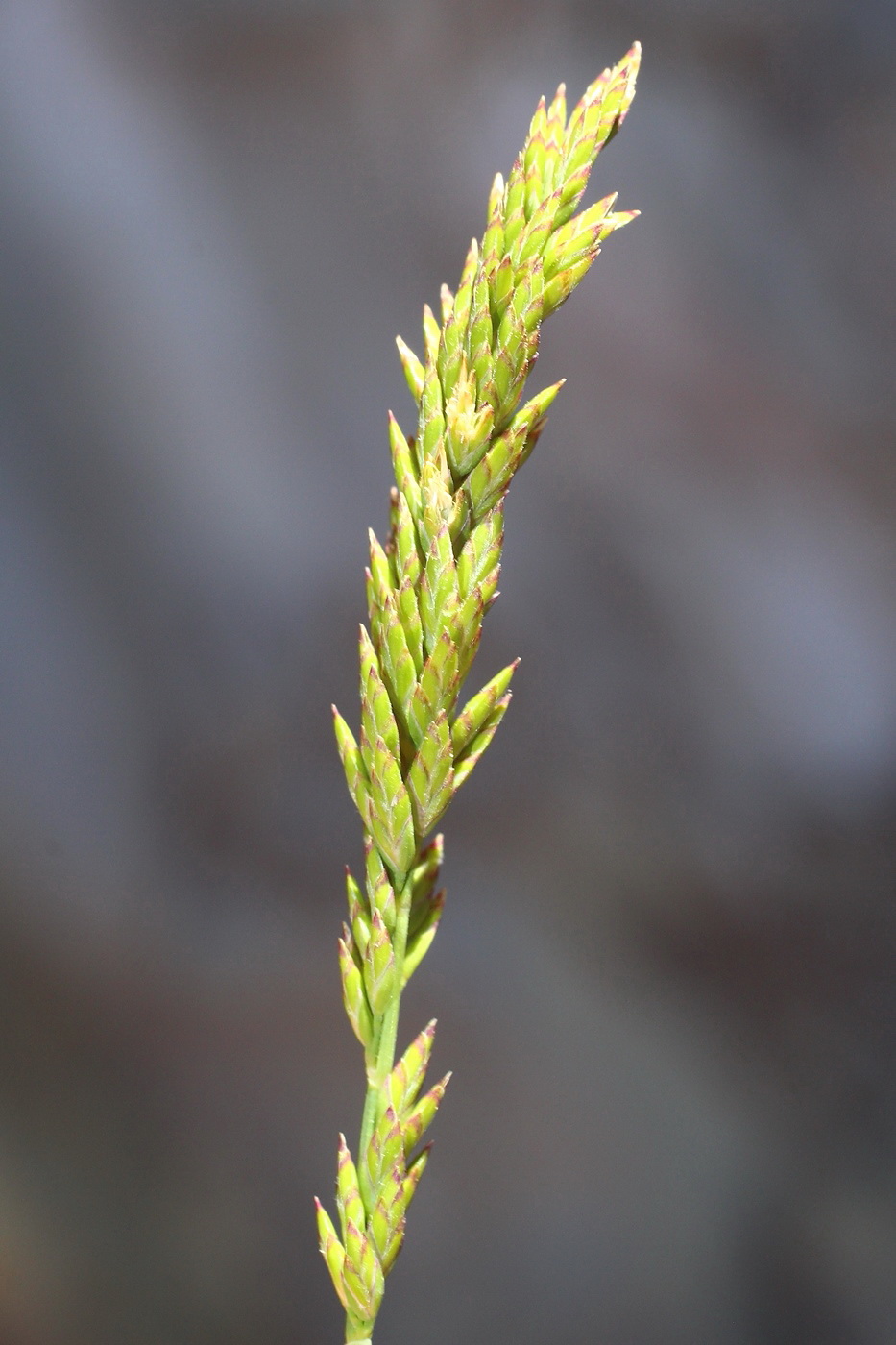 Image of Poa compressa specimen.