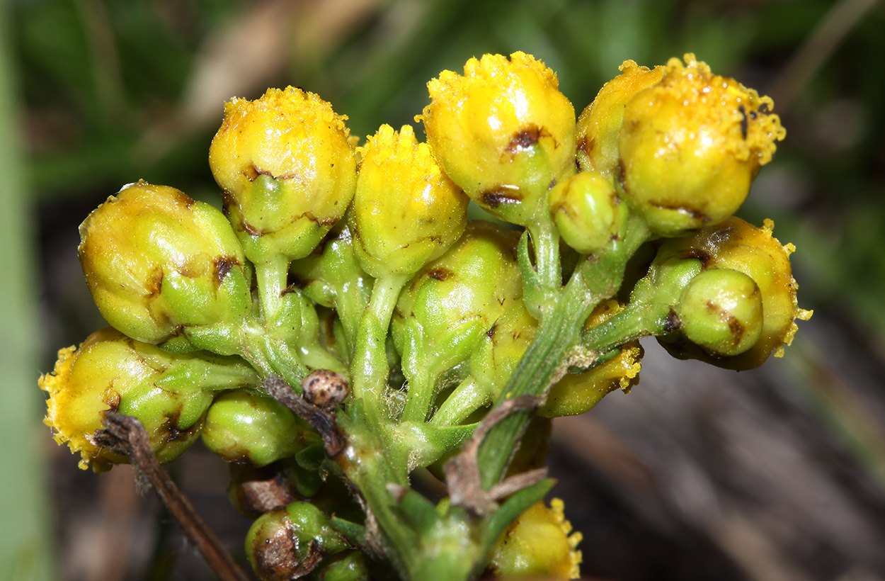 Image of Filifolium sibiricum specimen.