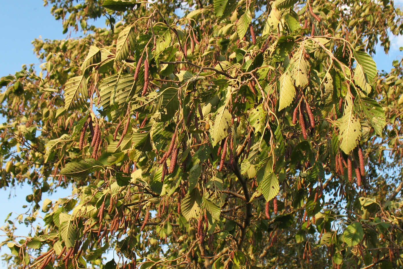 Image of Alnus incana specimen.