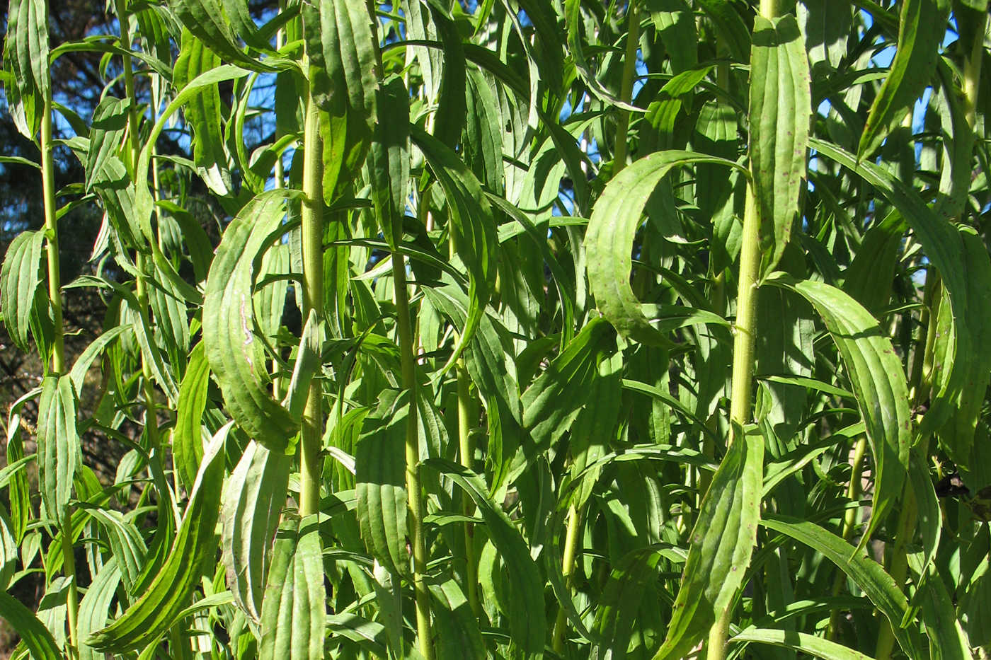 Изображение особи Solidago canadensis.