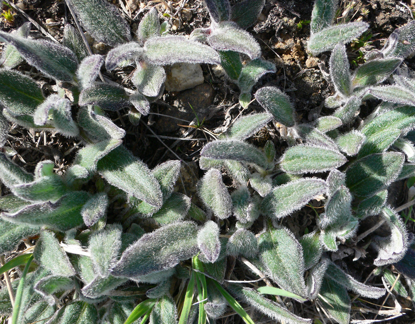 Image of Tephroseris pseudoaurantiaca specimen.