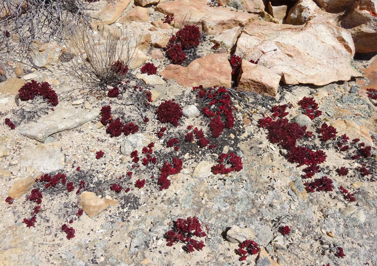 Image of Crassula atropurpurea specimen.