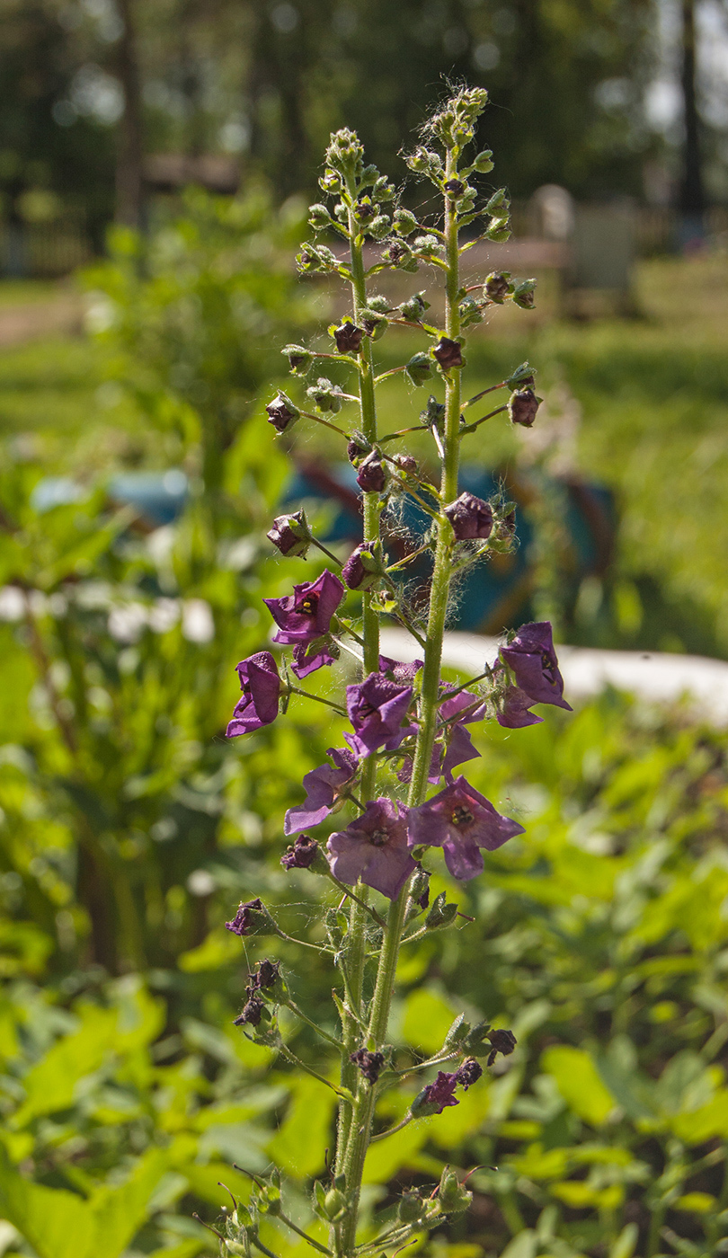 Изображение особи Verbascum phoeniceum.