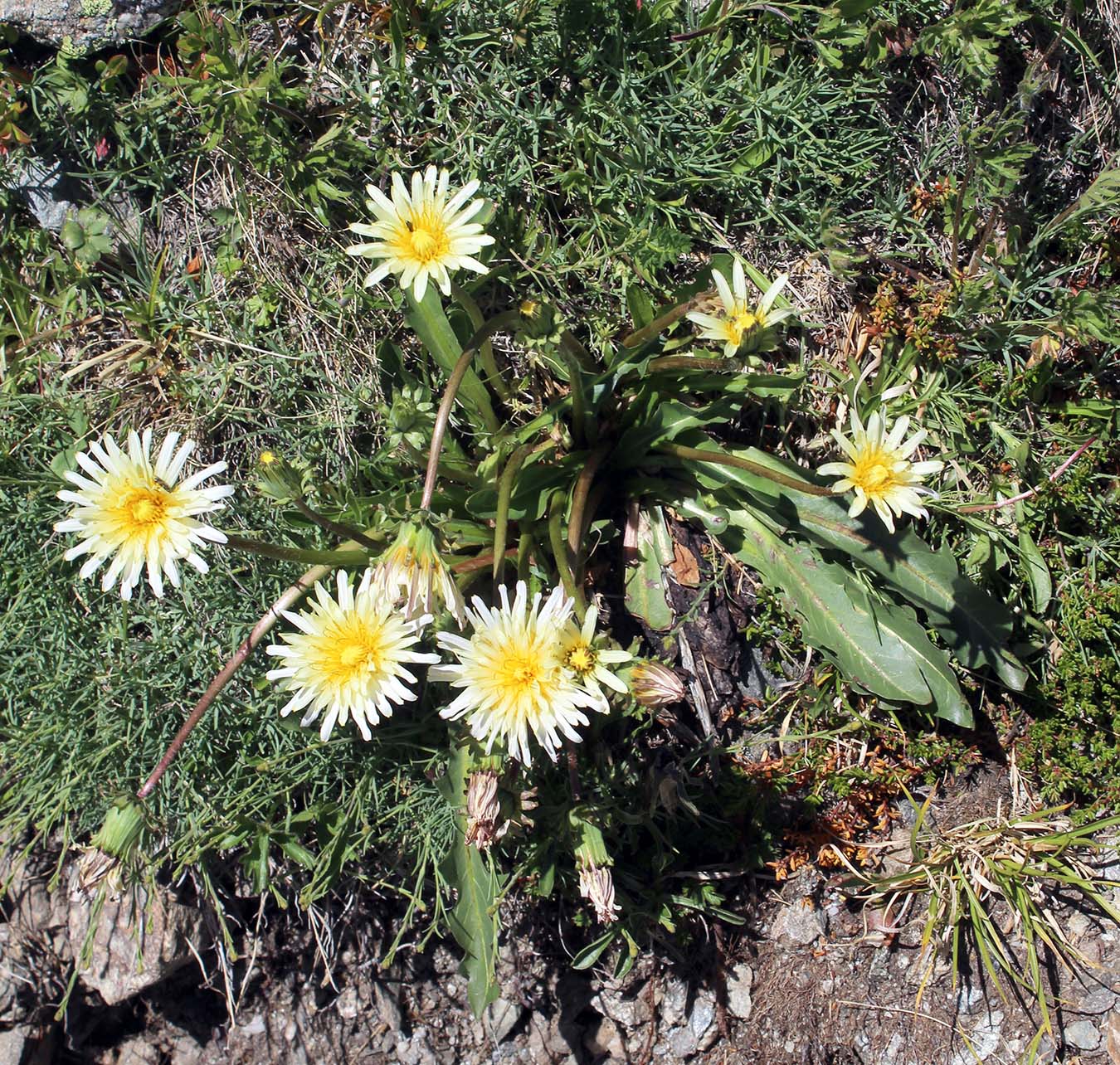 Изображение особи Taraxacum confusum.