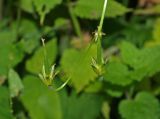 Смотреть изображение Geranium palustre