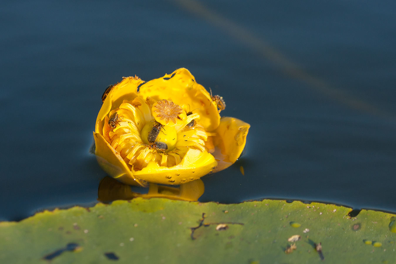 Изображение особи Nuphar lutea.