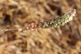 Reseda alba subspecies decursiva. Верхушка побега с соцветием с завязавшимися плодами. Египет, мухафаза Матрух, окр. г. Эль-Дабаа, заброшенный оливковый сад. 26.04.2019.