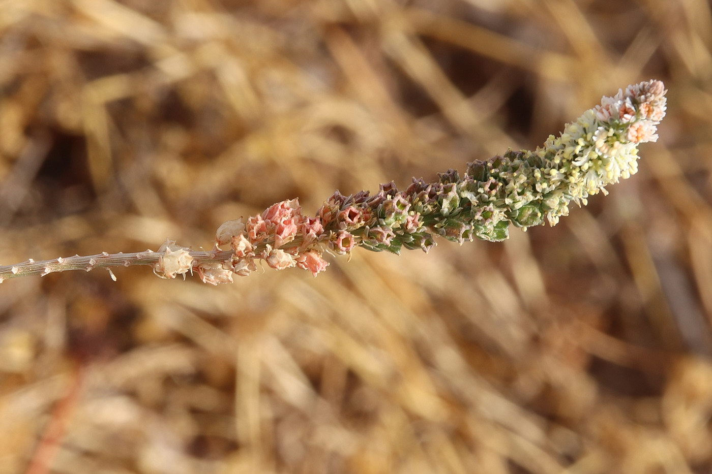 Image of Reseda alba ssp. decursiva specimen.