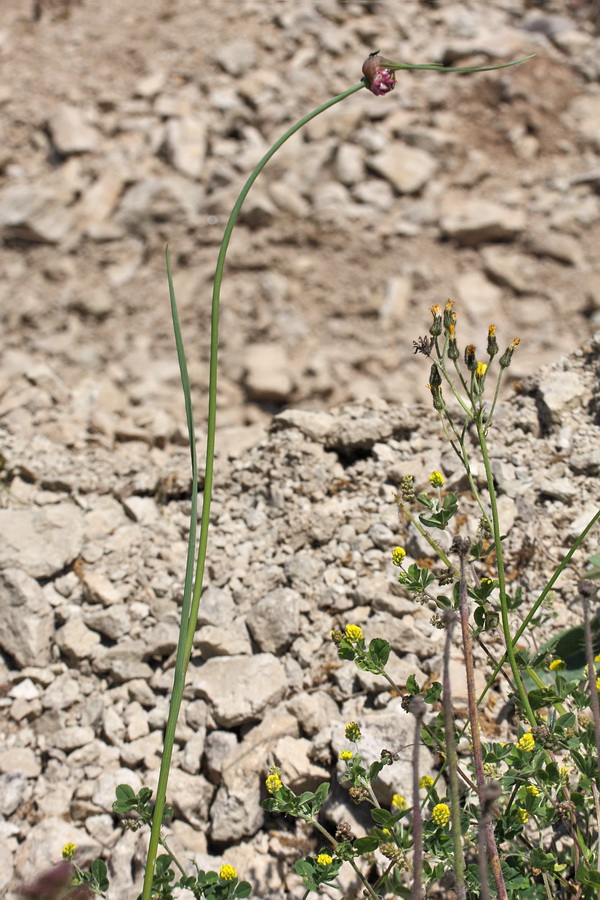 Image of Allium oleraceum specimen.