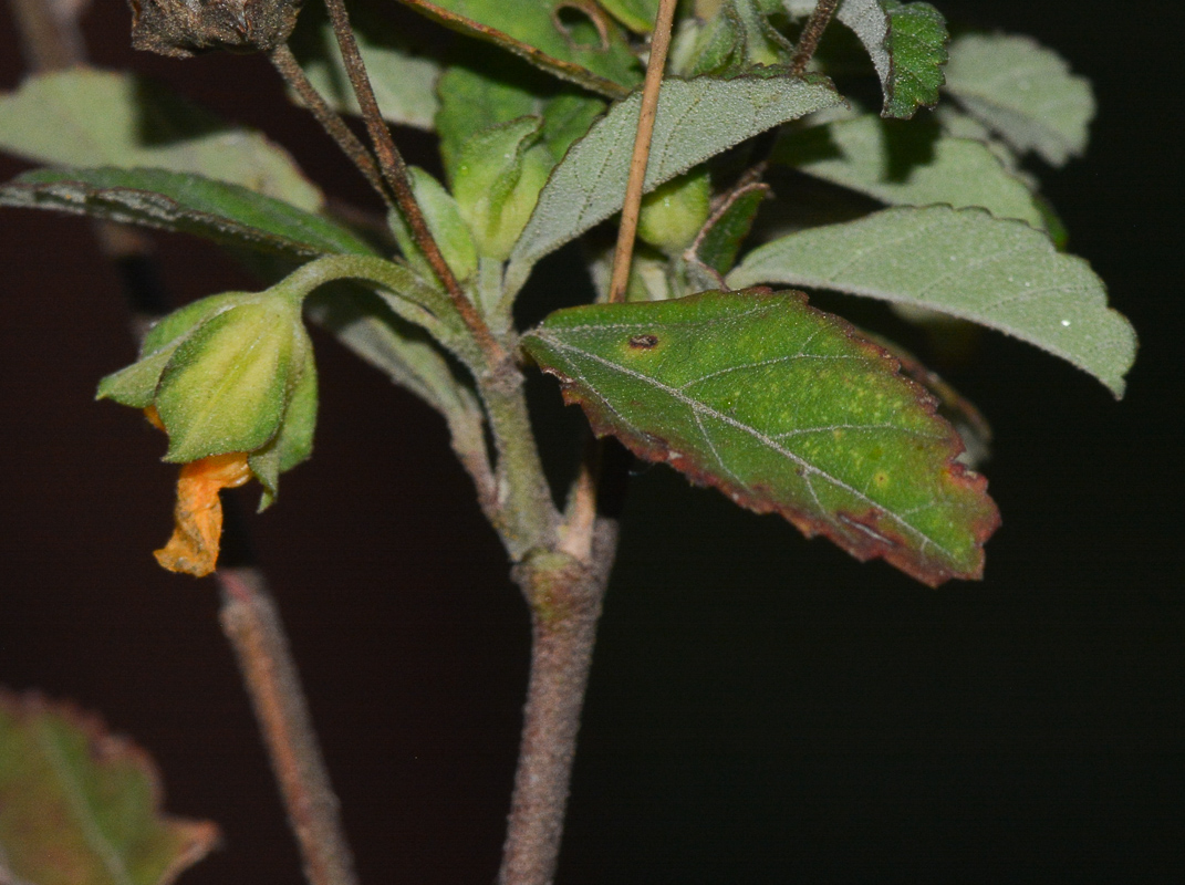 Image of Sida rhombifolia specimen.