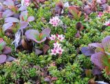 Loiseleuria procumbens