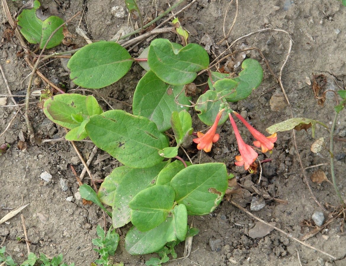 Image of Lonicera &times; brownii specimen.