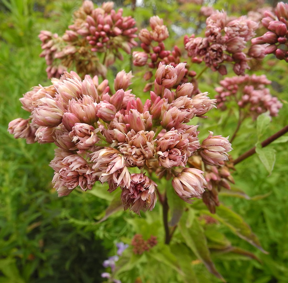 Изображение особи Eupatorium cannabinum.