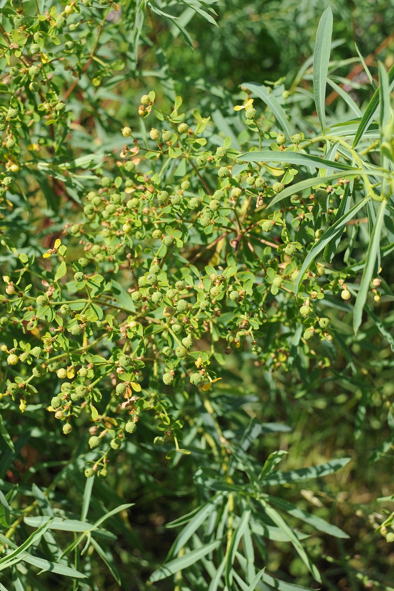 Image of Euphorbia soongarica specimen.