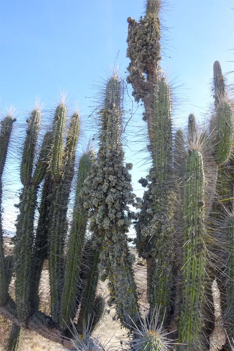 Image of Eulychnia acida specimen.