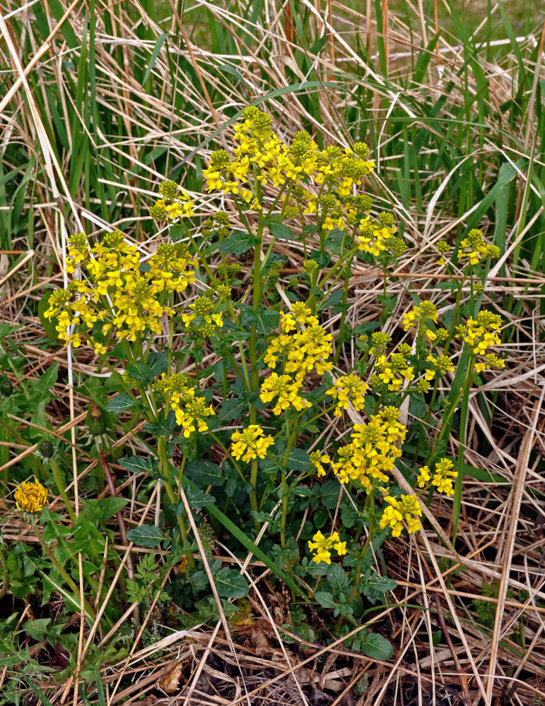 Image of Barbarea vulgaris specimen.