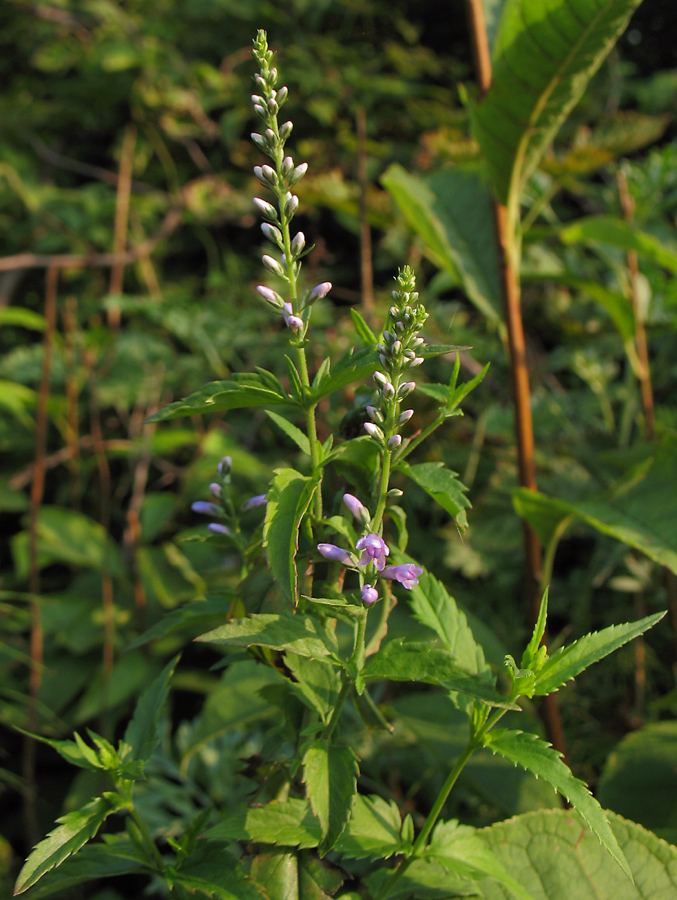 Image of Veronica longifolia specimen.