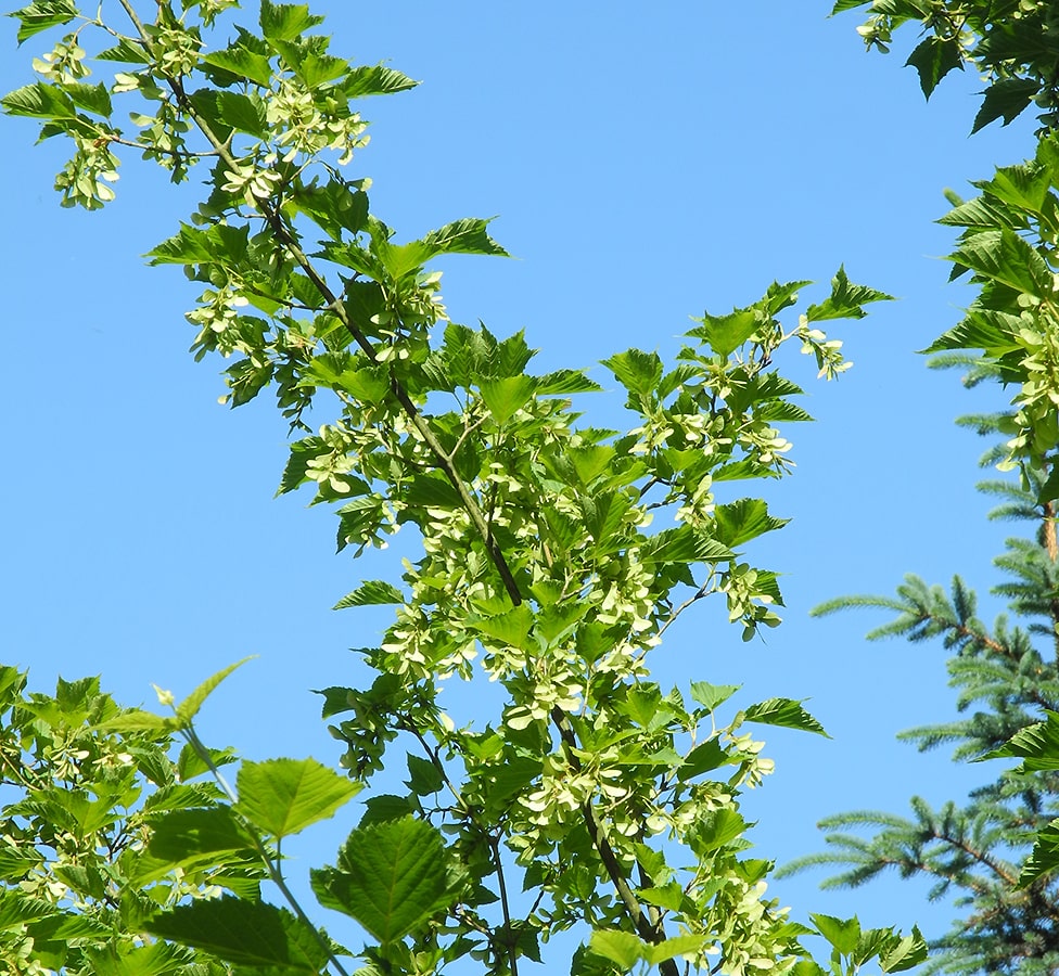 Image of Acer rufinerve specimen.