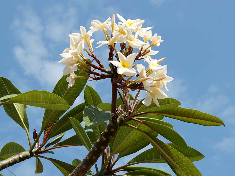 Изображение особи род Plumeria.